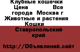 Клубные кошечки › Цена ­ 10 000 - Все города, Москва г. Животные и растения » Кошки   . Ставропольский край